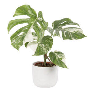 Meeldiv monstera ‘Variegata’ P15