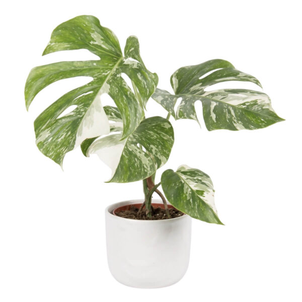 Meeldiv monstera 'Variegata' P15