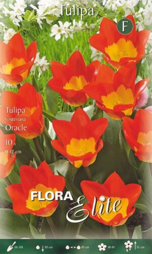 Tulp ‘Oracle’ 10tk
