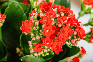 Blossfeldi kalanhoe P23 erinevad
