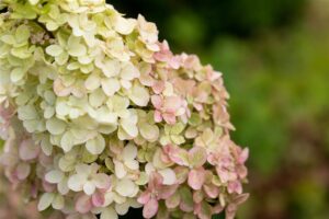 Aedhortensia ‘Fraise Melba’ C5 30-35cm