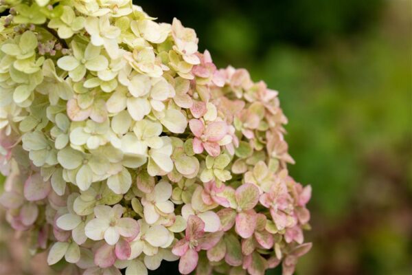 Aedhortensia 'Fraise Melba' C5 30-35cm