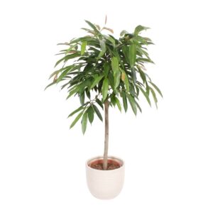 Ahtalehine viigipuu ‘Amstel King’ P31 100cm tüvel