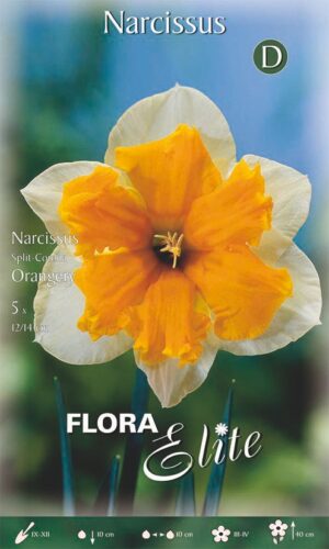 Nartsiss ‘Orangery’ 5tk