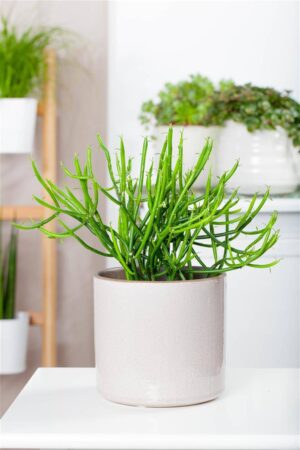 Kütus-piimalill P12 20cm