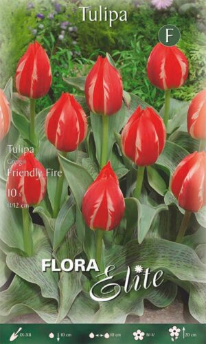 Tulp ‘Friendly Fire’ 10tk