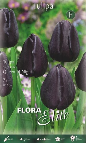 Tulp ‘Queen Of Night’ 7tk