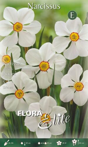 Poeedinartsiss ‘Actaea’ 5tk