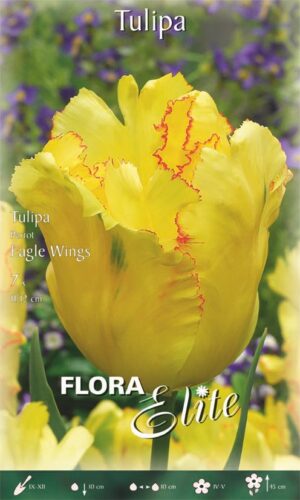 Tulp ‘Eagle Wings’ 7tk