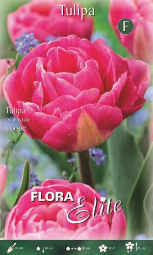 Tulp ‘Voque’ 7tk