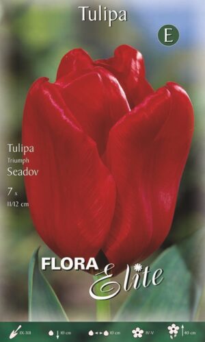 Tulp ‘Seadov’ 7tk