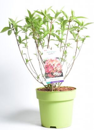 Aedhortensia ‘Graffithi’ P26