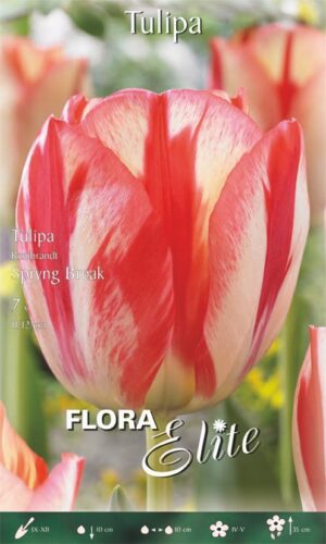 Tulp ‘Spring Break’ 7tk
