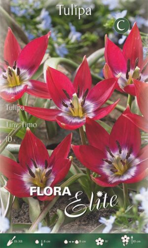 Tulp ‘Tiny Timo’ 10tk