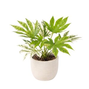 Jaapani fatsia ‘Variegata’ P14