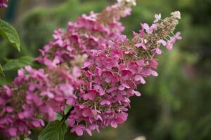 Aedhortensia ‘Living Infinity’ P19