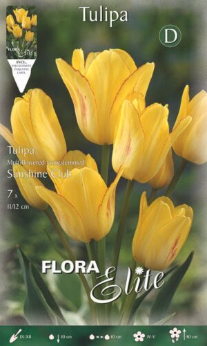Tulp ‘Sunshine Club’ 7tk