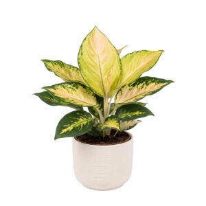 Aglaoneema ‘Gold’ P12