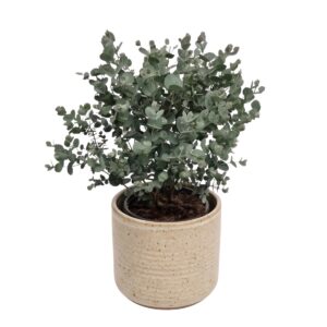 Gunni eukalüpt P17 65cm
