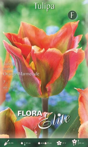 Tulp ‘Orange Marmelade’ 7tk