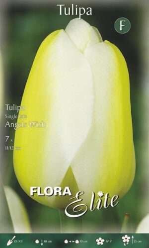 Tulp ‘Angels Wish’ 7tk