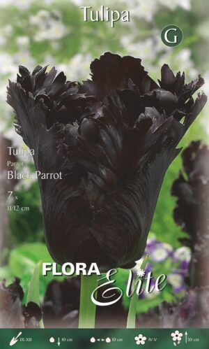 Tulp ‘Black Parrot’ 7tk