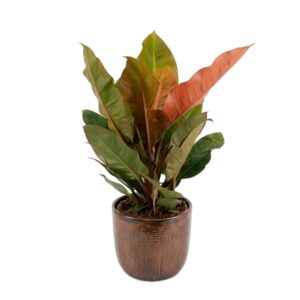 Filodendron ‘Prince of Orange’ P27
