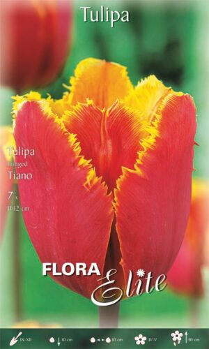Tulp ‘Tiano’ 7tk