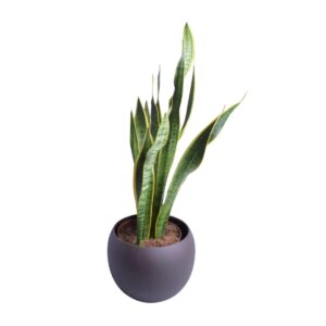 Kolmevöödiline havisaba ‘Laurentii’ P27 80cm