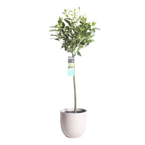Harilik loorberipuu P20 60cm