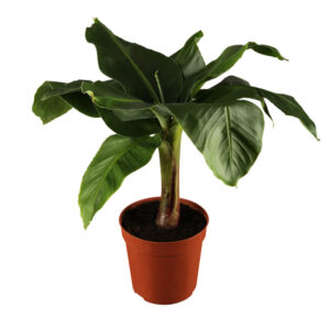 Hiina banaan ‘Tropicana’ P12 30cm