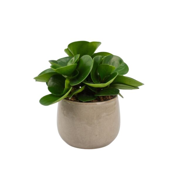 Tömbilehine peperoomia 'Green Gold' P12