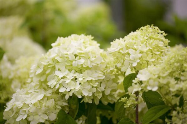 Aedhortensia 'Limelight' P32 80-90cm