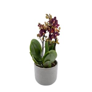 Kuuking ‘Dark spike’ P12 2 õievart 30cm