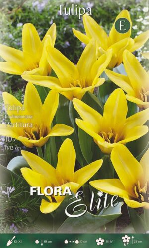 Tulp ‘Partitura’ 10tk