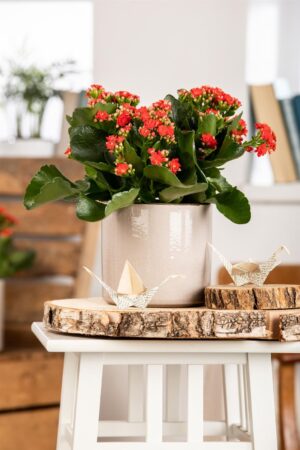 Blossfeldi kalanhoe P12 erinevad