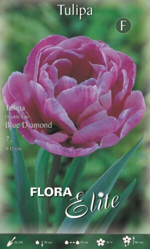 Tulp ‘Blue Diamond’ 7tk