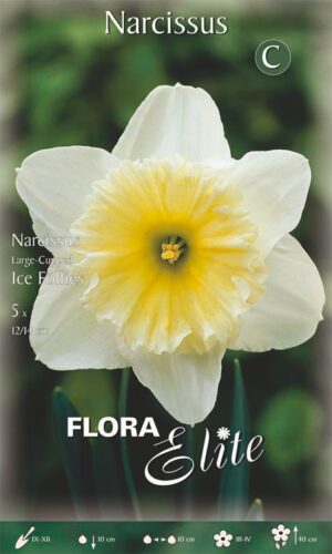 Nartsiss ‘Ice Follies’ 5tk