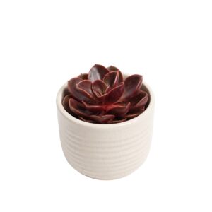 Soomuslehik ‘Magic Red’ P8,5