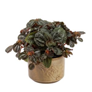 Sõbralik piilea ‘Norfolk’ P12