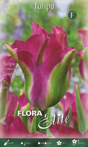 Tulp ‘Green Love’ 7tk