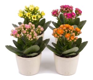 Blossfeldi kalanhoe P9 erinevad