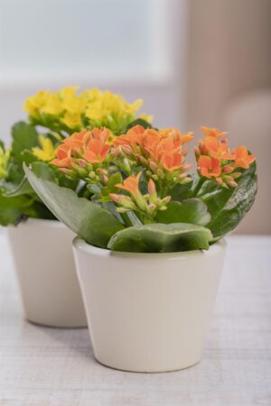Blossfeldi kalanhoe P9 erinevad