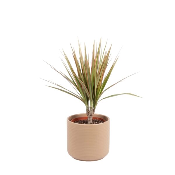 Ääris-draakonipuu 'Bicolor' P12 40cm