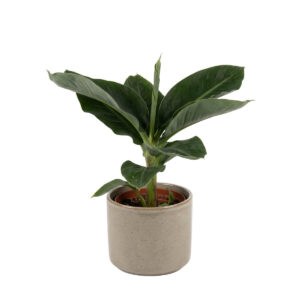 Hiina banaan ‘Tropicana’ P14 40cm