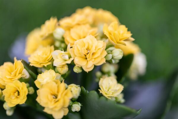 Blossfeldi kalanhoe P7/P8