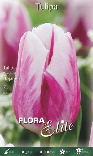 Tulp ‘Bojangles’ 7tk