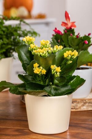 Blossfeldi kalanhoe P7/P8