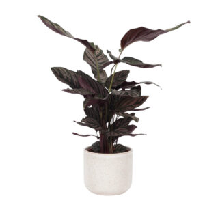 Tiigerlehik ‘Ornata’ P19 50cm