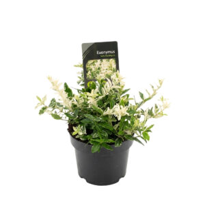 Fortune’i kikkapuu ‘Harlequin’ P15
